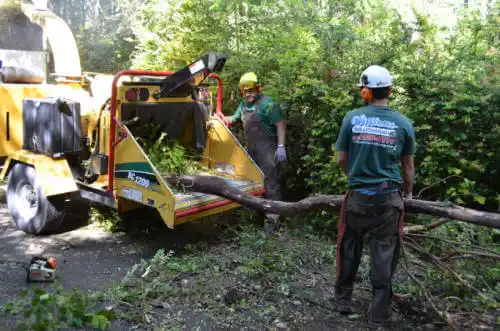 tree services Panama City Beach